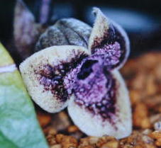 �V���t�J���A�I�C