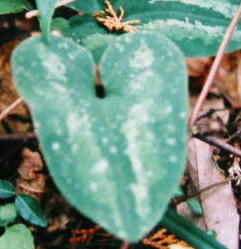 �^�C�����A�I�C�i�����ꓡ�j