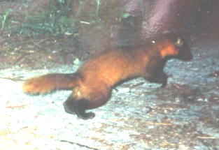 �z���h�e��