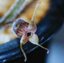 �t�u�L�T�C�V��