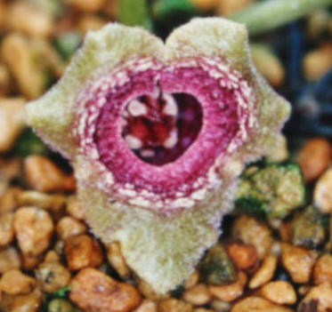 �E���[���J���A�I�C�i�ԉԁj