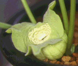 .�^�C�����A�I�C