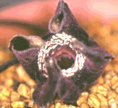 �^�C�����A�I�C