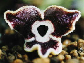 �g�J���J���A�I�C