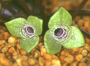 �c�N�V�J���A�I�C