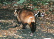 �z���h�^�k�L�i�S�^�Q�Q�j