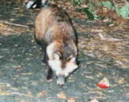 �z���h�^�k�L�i�T�^�Q�Q�j