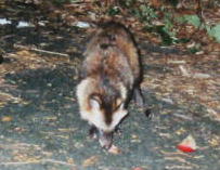 �z���h�^�k�L�i�V�^�Q�Q�j