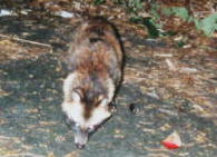 �z���h�^�k�L�i�W�^�Q�Q�j