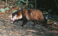 �z���h�^�k�L�i�X�^�Q�Q�j