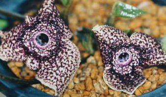 �I�j�J���A�I�C