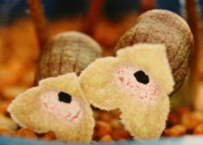 �n�c�V�}�J���A�I�C