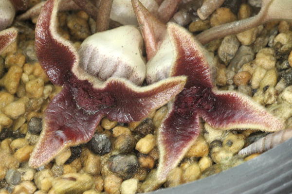 �V�~�Y�J���A�I�C